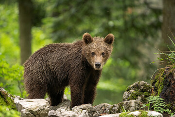 Obraz na płótnie Canvas Brown bears in the forest. European bear moving in nature. Brown bear from Slovenia. Wildlife walking in nature. Bear in wildlife. Small bears in the forest. Spring in nature. 