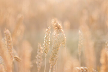 Fototapeta premium Golden ears of wheat, can be used as blurred background.