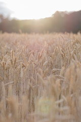 Fototapeta premium Golden ears of wheat, close-up.