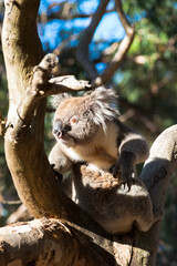Koala seen in the wild on Kangaroo Island