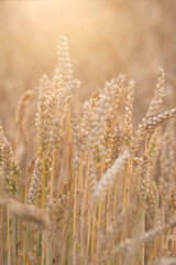 Golden ears of wheat, can be used as agricultural background.