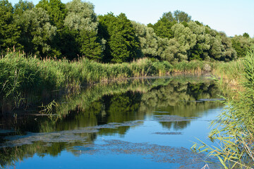 Lake in the evening surrounded by reeds.River in the evening countryside