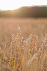 Fototapeta premium Golden ears of wheat, can be used as agricultural background.