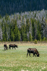 Moose in Rocky Mountain National Park