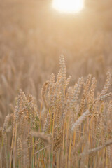 Fototapeta premium Golden ears of wheat, can be used as agricultural background.