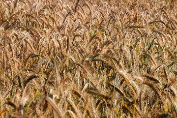 Agricultural field with golden ears of wheat.