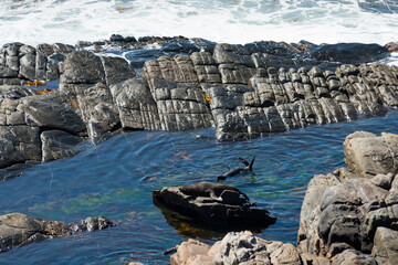 New Zealand fur seals on the rocks in Flinders chase national park