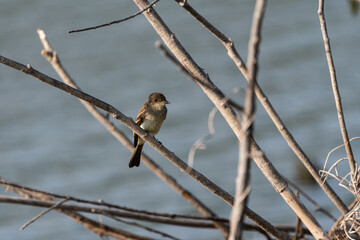 Acadian Flycatcher sitting in tree by lake