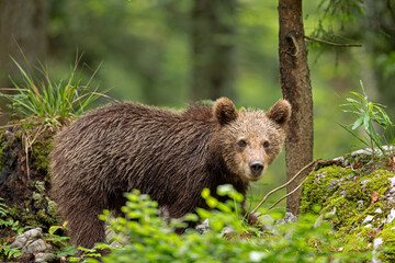 Fototapeta premium Brown bears in the forest. European bear moving in nature. Brown bear from Slovenia. Wildlife walking in nature. Bear in wildlife. Small bears in the forest. Spring in nature. 