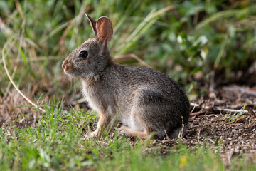 Naklejka na ściany i meble Cottontail Rabbit sitting in the grass