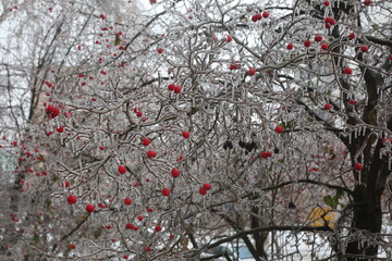 red berries froze on the tree