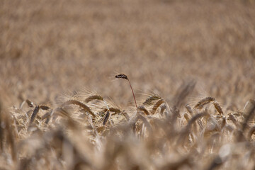 Golden ears of wheat, can be used as blurred background.
