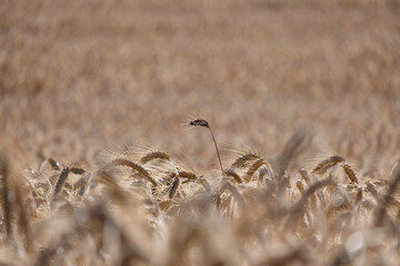 Golden ears of wheat, close-up.