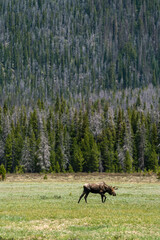 Moose in Rocky Mountain National Park