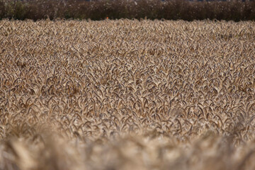 Agricultural field with golden ears of wheat.
