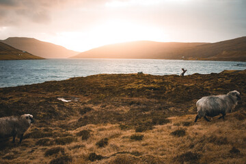 Sheeps and the Nykur of S&oslash;rv&aacute;gsvatn, V&aacute;gar (Faroe Islands)