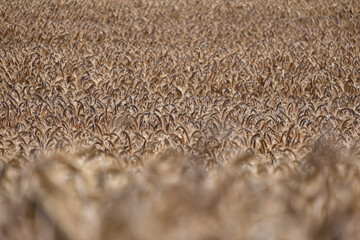 Agricultural field with golden ears of wheat.