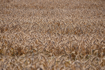 Agricultural field with golden ears of wheat.