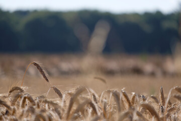Golden ears of wheat, close-up.