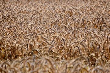 Agricultural field with golden ears of wheat.