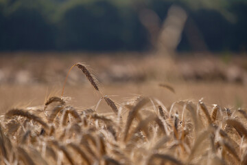 Golden ears of wheat, close-up.
