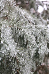 snow covered pine needles