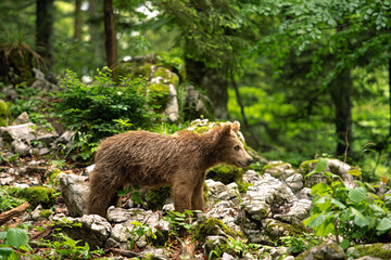 Brown bears in the forest. European bear moving in nature. Brown bear from Slovenia. Wildlife walking in nature. Bear in wildlife. Small bears in the forest. Spring in nature. 