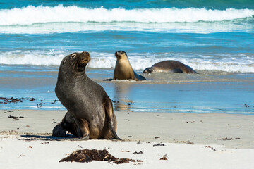 Seals on Seal bay, kangaroo island, Australia. 