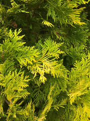 variety of pines in the garden center