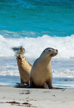 Seal Bay on Fraser Island, South Australia.