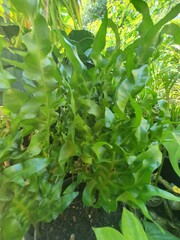 Un paquet de foug&egrave;re dans le jardin 