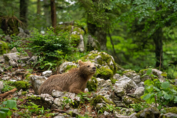 Naklejka na ściany i meble Brown bears in the forest. European bear moving in nature. Brown bear from Slovenia. Wildlife walking in nature. Bear in wildlife. Small bears in the forest. Spring in nature. 
