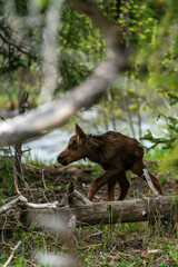 Very Young Moose in Rocky Mountain National Park