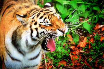 The Amur tiger is roaring