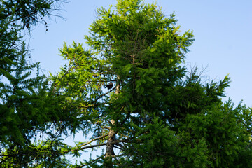 Larch branches with cones lit by the sun against a blue sky