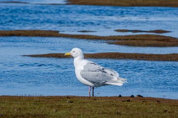 Glaucous Gull (Larus hyperboreus) in Barents Sea coastal area, Russia