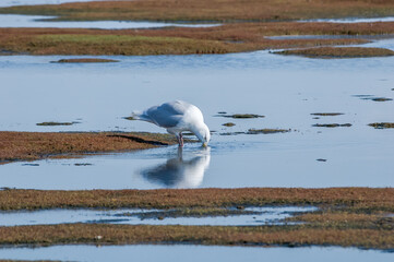 Glaucous Gull (Larus hyperboreus) in Barents Sea coastal area, Russia