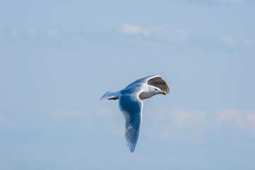 Glaucous Gull (Larus hyperboreus) in Barents Sea coastal area, Russia