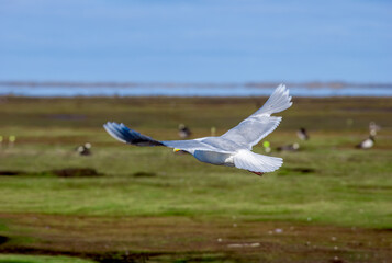 Glaucous Gull (Larus hyperboreus) in Barents Sea coastal area, Russia