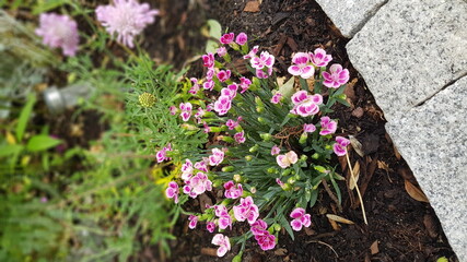 Fototapeta na wymiar flowers on the ground