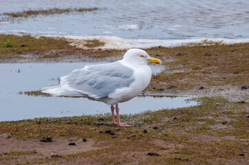 Glaucous Gull (Larus hyperboreus) in Barents Sea coastal area, Russia