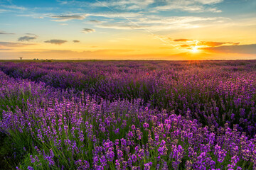 Naklejka na ściany i meble Beautiful lavender field sunset landscape