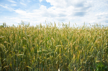 Ripening wheat field