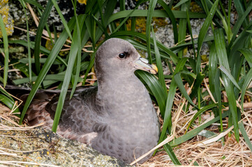 Northern Fulmar (Fulmarus glacialis) at Chowiet Island, Semidi Islands, Alaska, USA