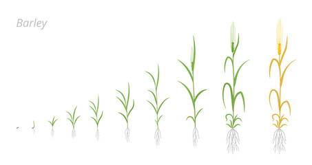 Barley plant growth stages development. Hordeum vulgare. Species major cereal grain. Harvest animation progression. Ripening period vector infographic set.