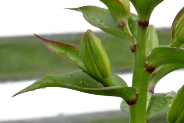 Lilium Bud 02
