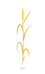 Rye plant. Orange ripe and dry. Secale cereale. Species of cereal grain. Cereal grain. Vector agricultural illustration. Agronomy.