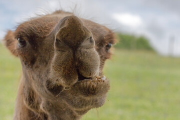 A closeup of a Camel's face as he chews on food. The Camel's nose is in focus making for a funny...