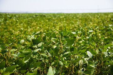 Chickpea crop field