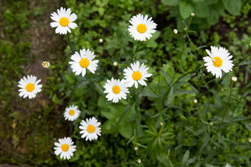 Chamomiles at the grass background. Nature white, yellow, and green